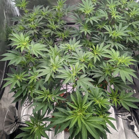 Apple Candies growlog timeline photo