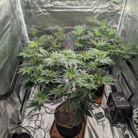 Apple Candies growlog timeline photo