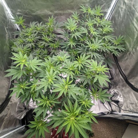 Apple Candies growlog timeline photo