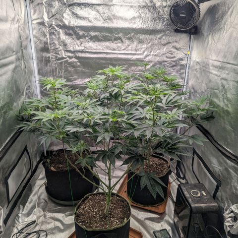 Apple Candies growlog timeline photo