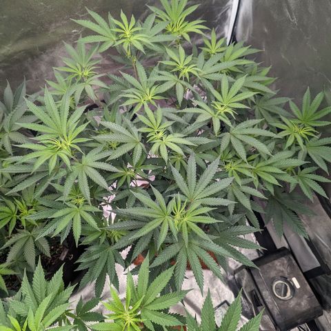 Apple Candies growlog timeline photo