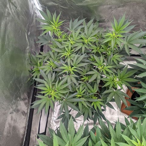 Apple Candies growlog timeline photo