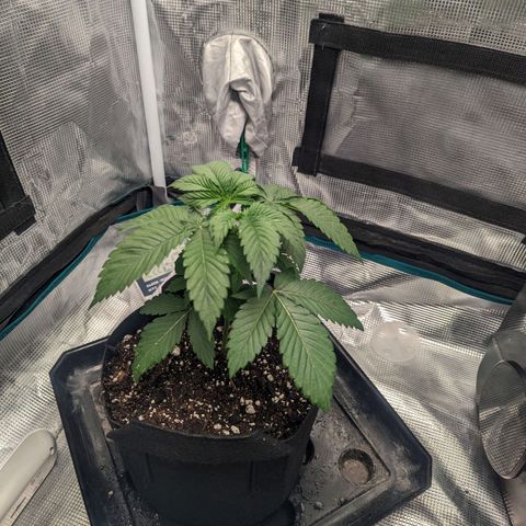 Lemon Cherry Gelato x Black Velvet #1 growlog timeline photo