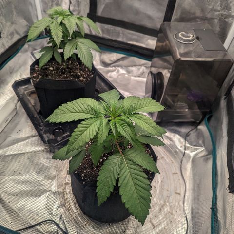 Lemon Cherry Gelato x Black Velvet #1 growlog timeline photo