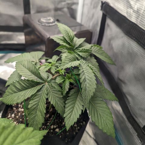 Lemon Cherry Gelato x Black Velvet #1 growlog timeline photo