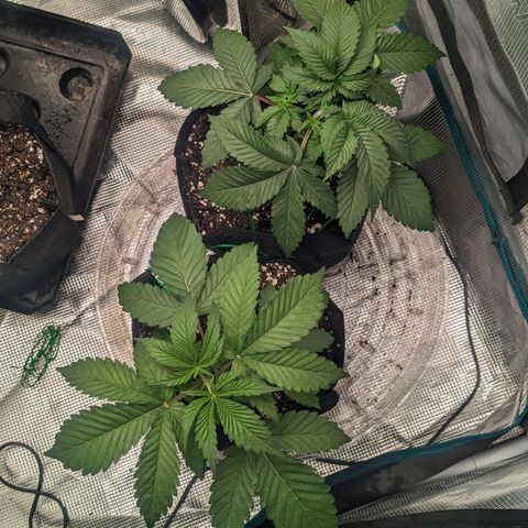 Lemon Cherry Gelato x Black Velvet #1 growlog timeline photo