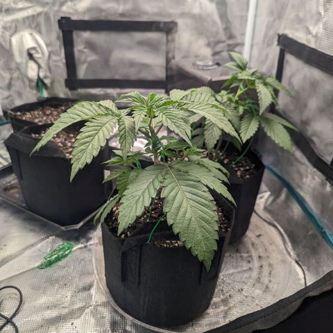 Lemon Cherry Gelato x Black Velvet #1 growlog timeline photo