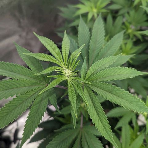 Apple Candies growlog timeline photo