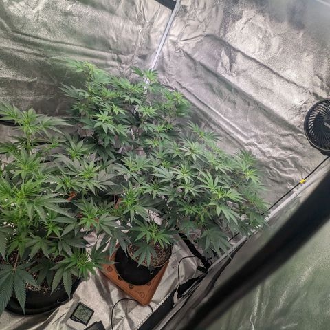 Apple Candies growlog timeline photo