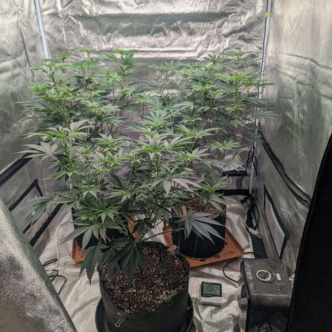 Apple Candies growlog timeline photo