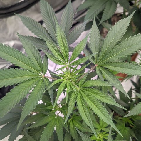 Apple Candies growlog timeline photo