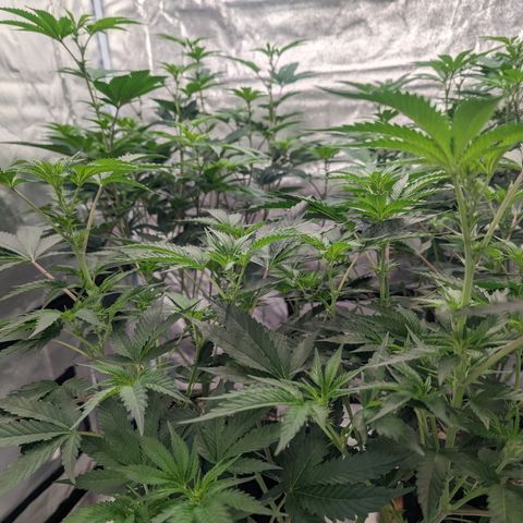 Apple Candies growlog timeline photo