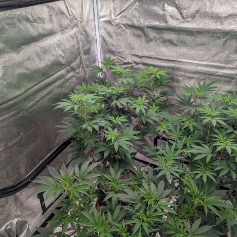 Apple Candies growlog timeline photo