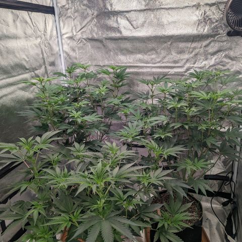 Apple Candies growlog timeline photo