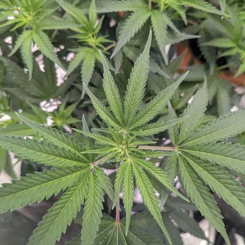 Apple Candies growlog timeline photo