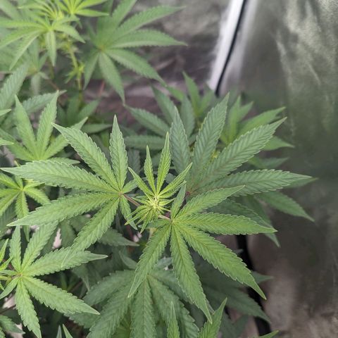 Apple Candies growlog timeline photo
