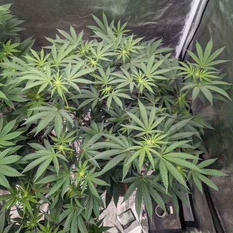 Apple Candies growlog photo: Watered 2 gallons 