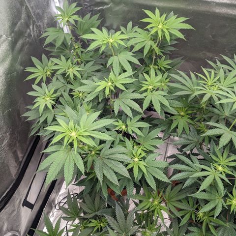Apple Candies growlog photo: Watered 2 gallons 