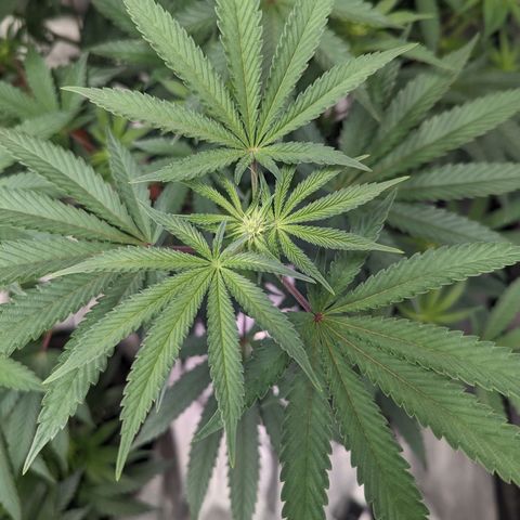 Apple Candies growlog photo: Watered 2 gallons 