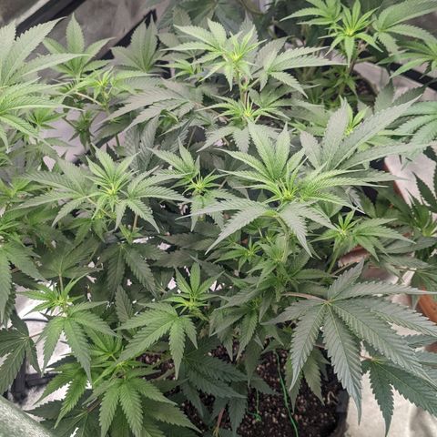 Apple Candies growlog photo: Watered 2 gallons 