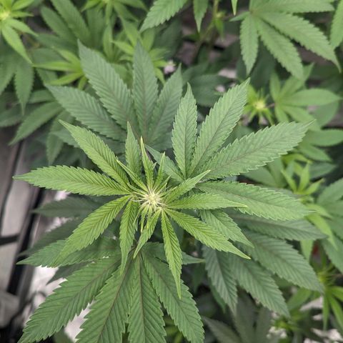 Apple Candies growlog photo: Watered 2 gallons 