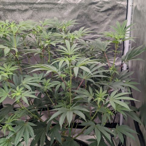Apple Candies growlog photo: Watered 2 gallons 