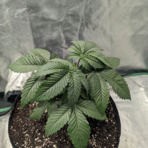 Lemon Cherry Gelato x Black Velvet #1 growlog photo: Transplant 