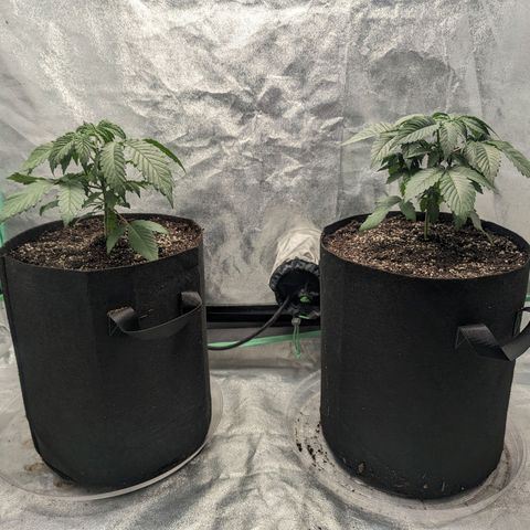 Lemon Cherry Gelato x Black Velvet #1 growlog photo: Transplant 