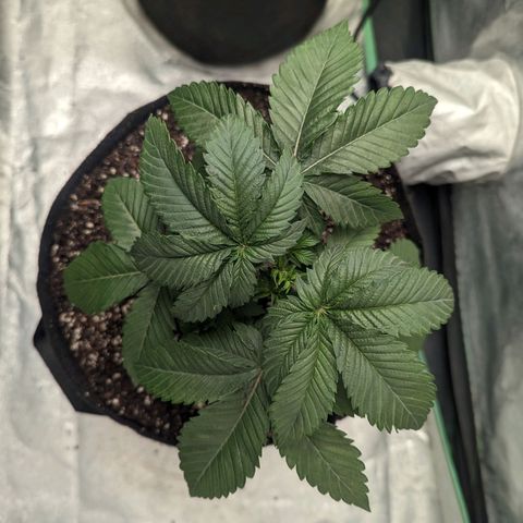 Lemon Cherry Gelato x Black Velvet #1 growlog photo: Transplant 
