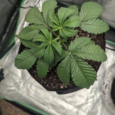 Lemon Cherry Gelato x Black Velvet #1 growlog photo: Transplant 