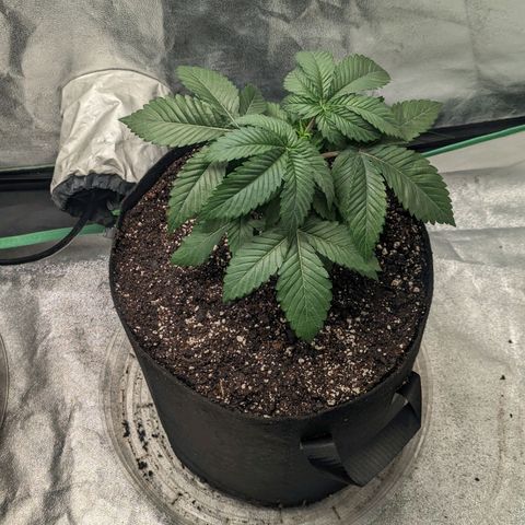 Lemon Cherry Gelato x Black Velvet #1 growlog photo: Transplant 