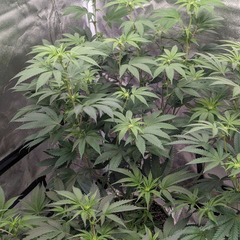 Apple Candies growlog photo: Watered 2 gallons 