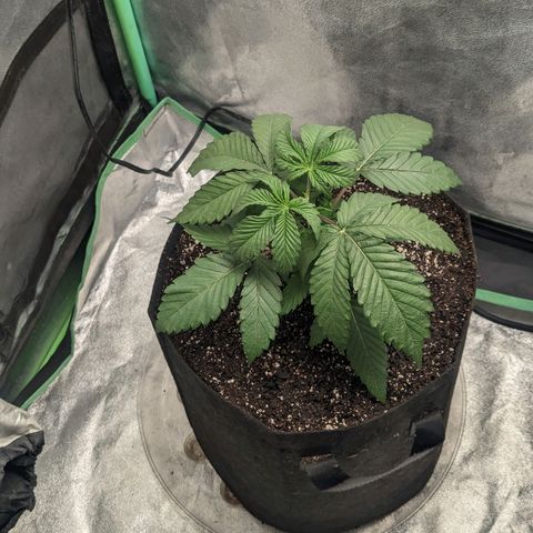 Lemon Cherry Gelato x Black Velvet #1 growlog photo: Transplant 