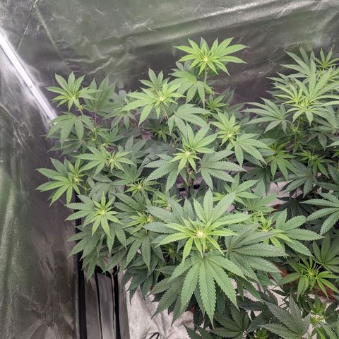 Apple Candies growlog photo: Watered 2 gallons 