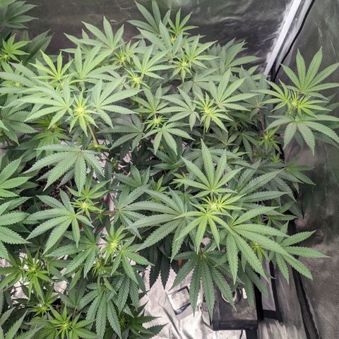 Apple Candies growlog photo: Watered 2 gallons 