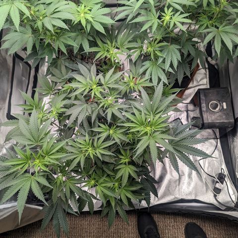 Apple Candies growlog photo: Watered 2 gallons 