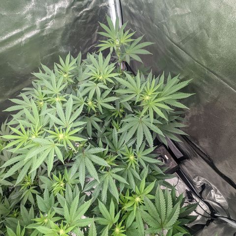 Apple Candies growlog photo: Needs more water.... drinking a lot already 