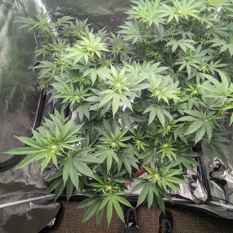 Apple Candies growlog photo: Needs more water.... drinking a lot already 