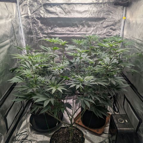 Apple Candies growlog photo: Needs more water.... drinking a lot already 
