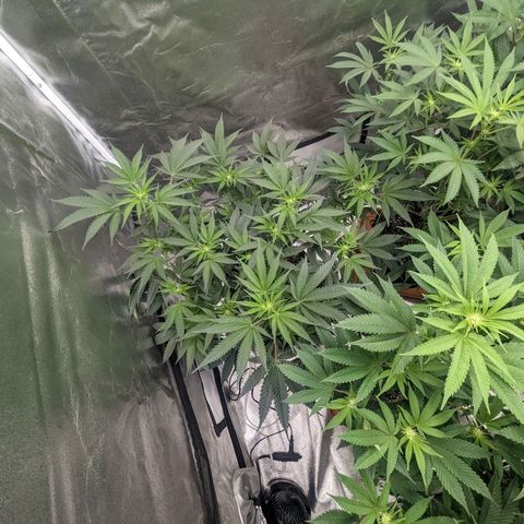 Apple Candies growlog photo: Needs more water.... drinking a lot already 