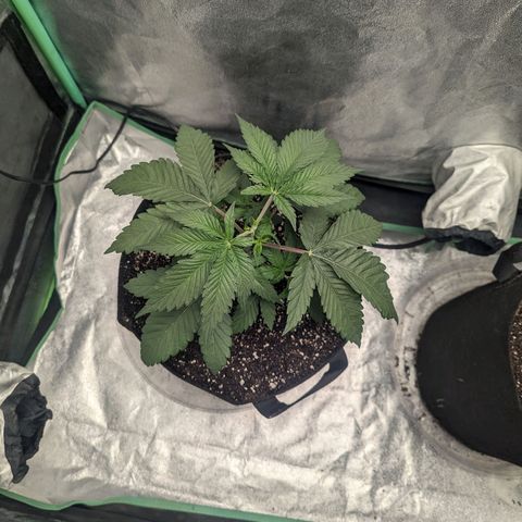 Lemon Cherry Gelato x Black Velvet #1 growlog photo: Sprayed top soil no training 