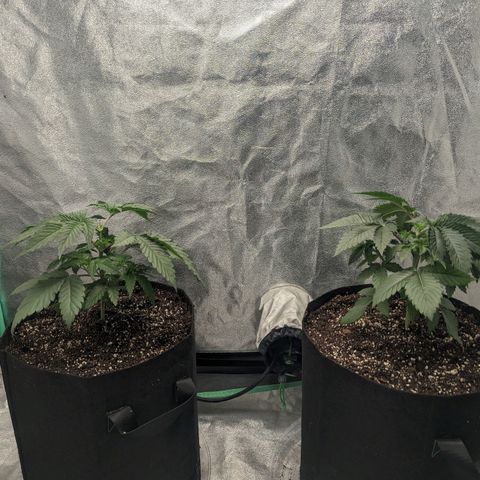 Lemon Cherry Gelato x Black Velvet #1 growlog photo: Sprayed top soil no training 