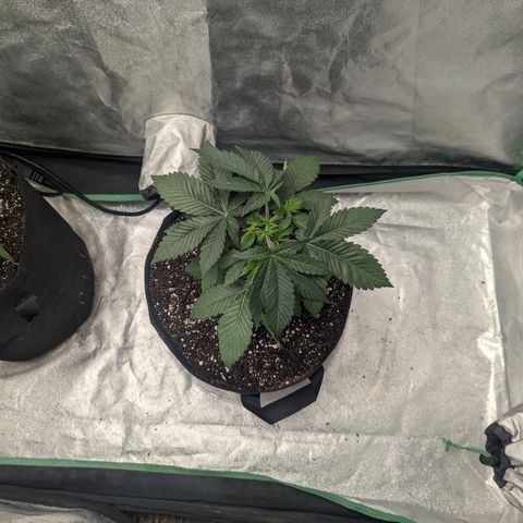 Lemon Cherry Gelato x Black Velvet #1 growlog photo: Sprayed top soil no training 