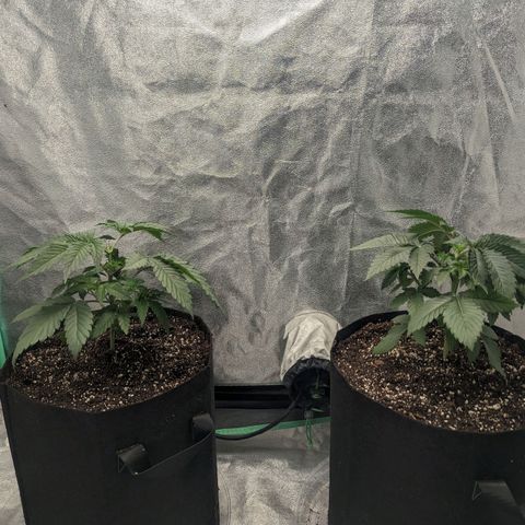 Lemon Cherry Gelato x Black Velvet #1 growlog timeline photo