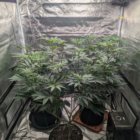 Apple Candies growlog timeline photo