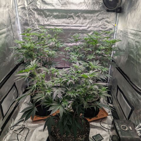 Apple Candies growlog timeline photo