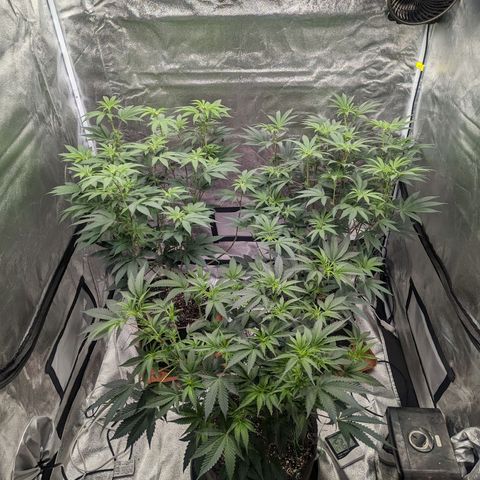 Apple Candies growlog timeline photo
