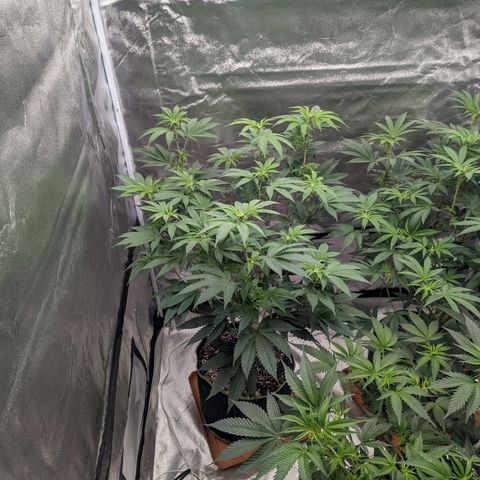 Apple Candies growlog timeline photo