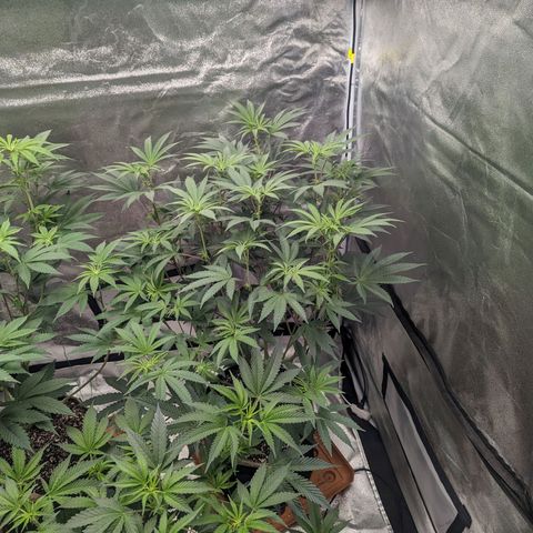 Apple Candies growlog timeline photo