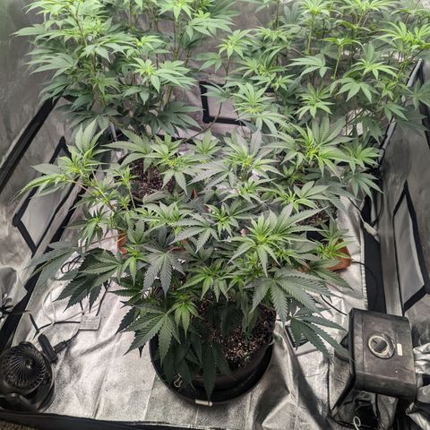 Apple Candies growlog timeline photo